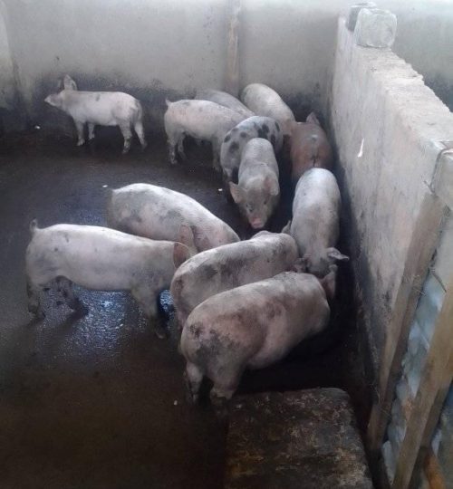 pigs