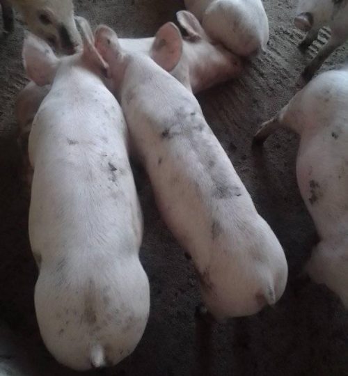 pigs2