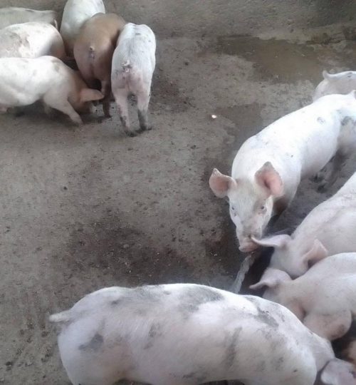 pigs3