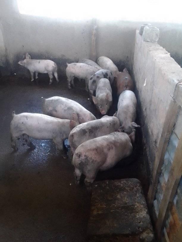 pigs