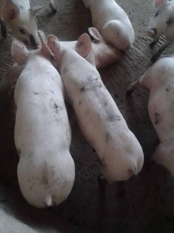 pigs2