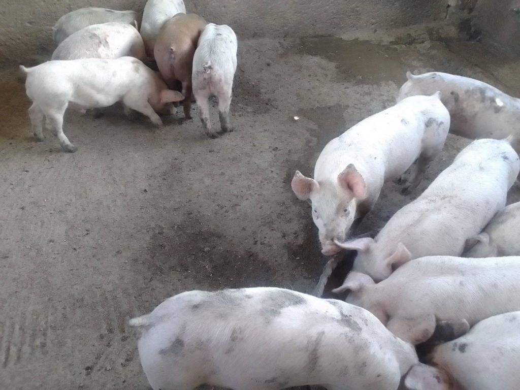 pigs3